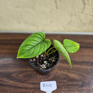 #R40 Philodendron Furcatum
