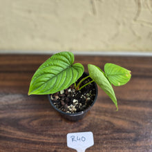 Load image into Gallery viewer, #R40 Philodendron Furcatum