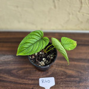 #R40 Philodendron Furcatum