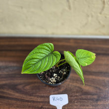 Load image into Gallery viewer, #R40 Philodendron Furcatum