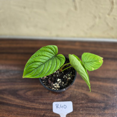 #R40 Philodendron Furcatum