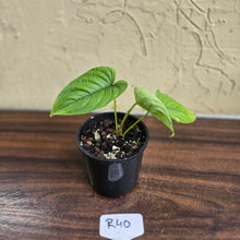 Load image into Gallery viewer, #R40 Philodendron Furcatum
