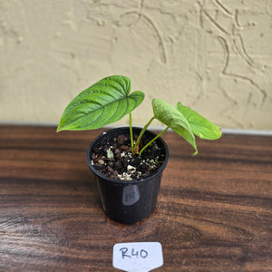 #R40 Philodendron Furcatum