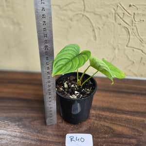 #R40 Philodendron Furcatum