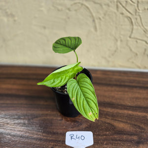 #R40 Philodendron Furcatum