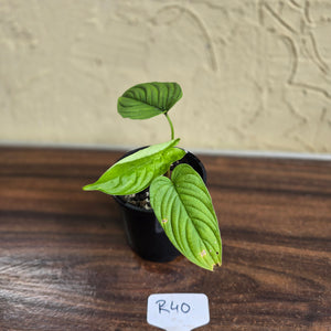 #R40 Philodendron Furcatum