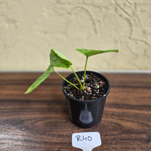 Load image into Gallery viewer, #R40 Philodendron Furcatum