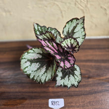 Load image into Gallery viewer, #R112 Begonia Unknown