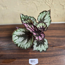 Load image into Gallery viewer, #R112 Begonia Unknown