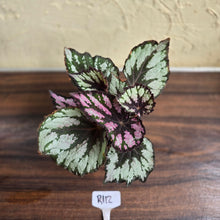Load image into Gallery viewer, #R112 Begonia Unknown
