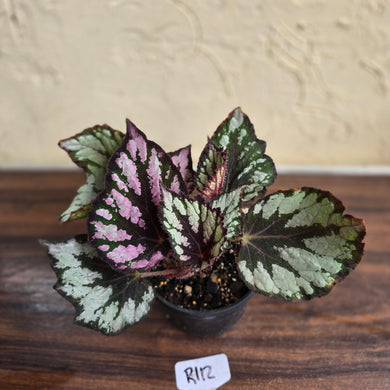 #R112 Begonia Unknown