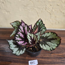 Load image into Gallery viewer, #R112 Begonia Unknown