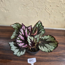 Load image into Gallery viewer, #R112 Begonia Unknown