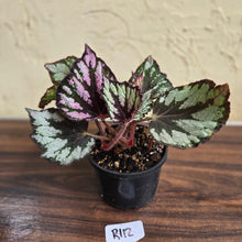 Load image into Gallery viewer, #R112 Begonia Unknown
