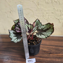 Load image into Gallery viewer, #R112 Begonia Unknown