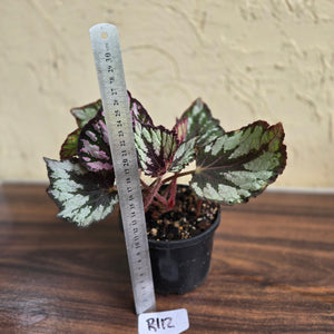 #R112 Begonia Unknown