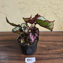 Load image into Gallery viewer, #R112 Begonia Unknown