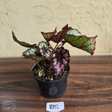 Load image into Gallery viewer, #R112 Begonia Unknown