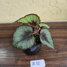 Load image into Gallery viewer, #R13 Begonia Unknown