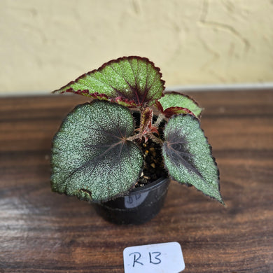 #R13 Begonia Unknown