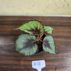 #R13 Begonia Unknown