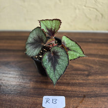 Load image into Gallery viewer, #R13 Begonia Unknown
