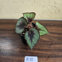 Load image into Gallery viewer, #R13 Begonia Unknown
