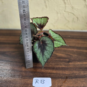 #R13 Begonia Unknown