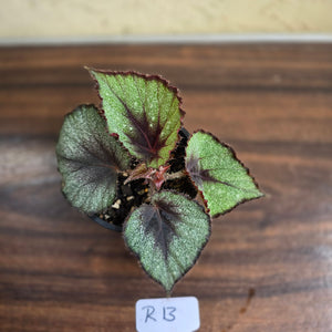 #R13 Begonia Unknown