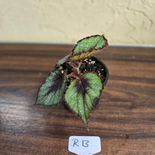 Load image into Gallery viewer, #R13 Begonia Unknown
