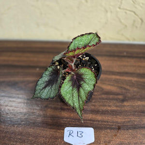 #R13 Begonia Unknown