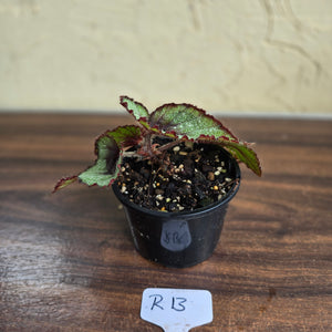 #R13 Begonia Unknown