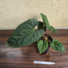 Load image into Gallery viewer, #D458 Anthurium Papillilaminum x Luxurians