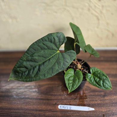 #D458 Anthurium Papillilaminum x Luxurians