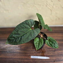 Load image into Gallery viewer, #D458 Anthurium Papillilaminum x Luxurians