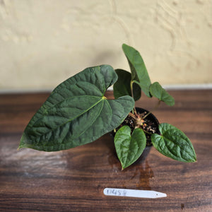 #D458 Anthurium Papillilaminum x Luxurians