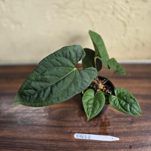 #D458 Anthurium Papillilaminum x Luxurians