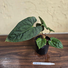 Load image into Gallery viewer, #D458 Anthurium Papillilaminum x Luxurians