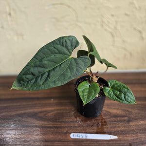#D458 Anthurium Papillilaminum x Luxurians
