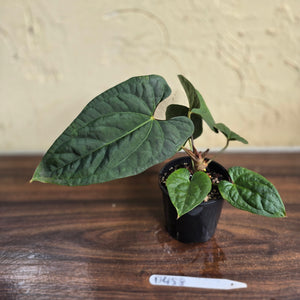 #D458 Anthurium Papillilaminum x Luxurians