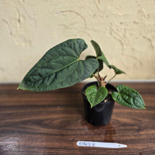 Load image into Gallery viewer, #D458 Anthurium Papillilaminum x Luxurians