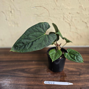 #D458 Anthurium Papillilaminum x Luxurians