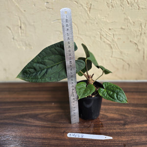 #D458 Anthurium Papillilaminum x Luxurians