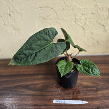 Load image into Gallery viewer, #D458 Anthurium Papillilaminum x Luxurians
