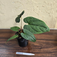 Load image into Gallery viewer, #D458 Anthurium Papillilaminum x Luxurians