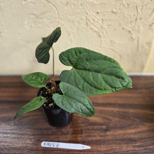 Load image into Gallery viewer, #D458 Anthurium Papillilaminum x Luxurians