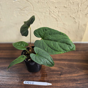 #D458 Anthurium Papillilaminum x Luxurians