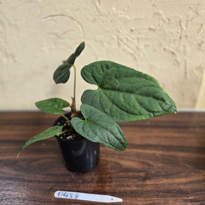 #D458 Anthurium Papillilaminum x Luxurians