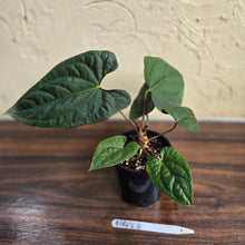 Load image into Gallery viewer, #D458 Anthurium Papillilaminum x Luxurians