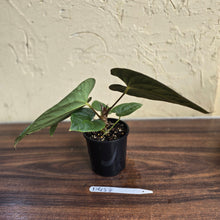 Load image into Gallery viewer, #D458 Anthurium Papillilaminum x Luxurians